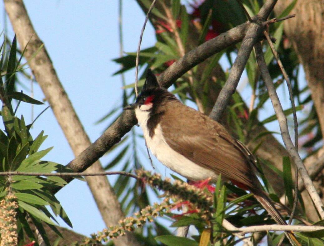 9300%_redwhiskered-bulbul.jpg